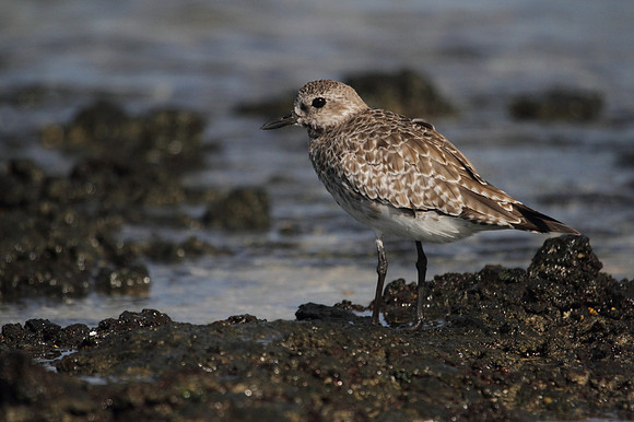Grey Plover