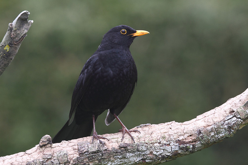 Male Blackbird