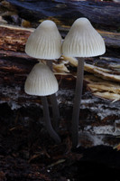Mycena