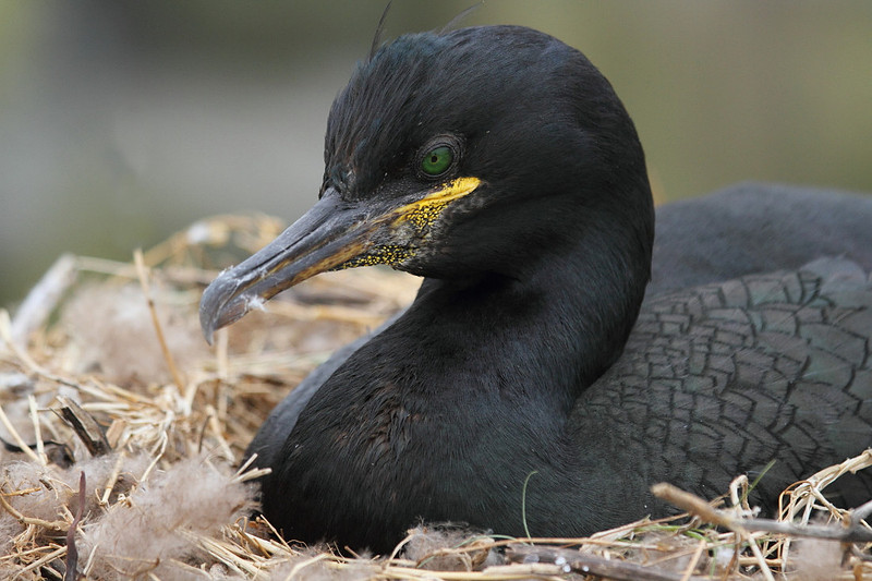 Shag