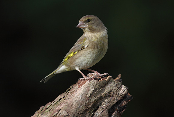 Female Greenfinch