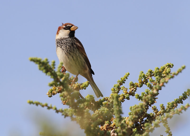 Spanish Sparrow (male)