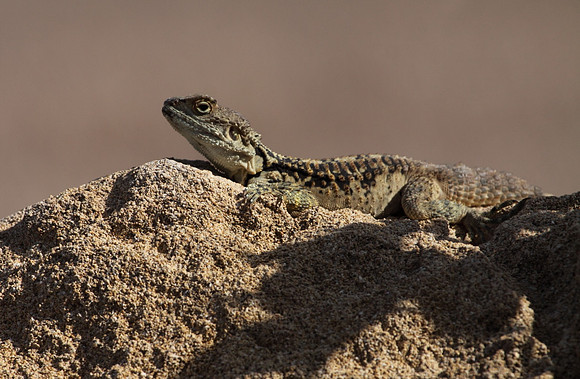 Agama Lizard