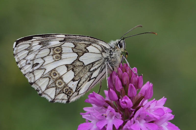 Marbled White