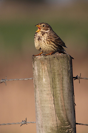 Corn Bunting Singing