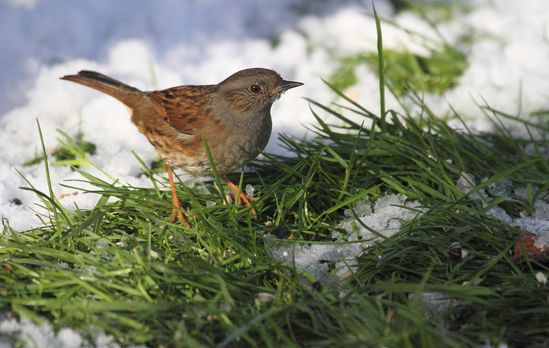 Dunnock
