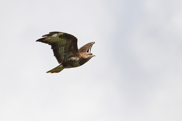 Buzzard