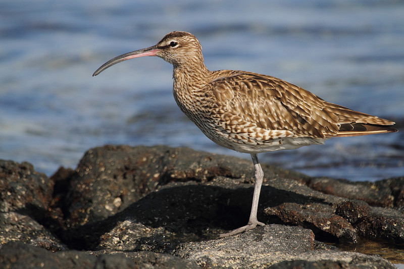 Whimbrel