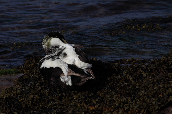 Male Eider