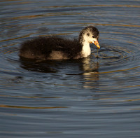 Coot