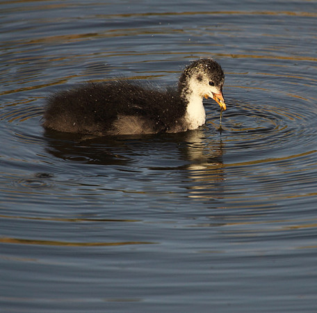 Coot