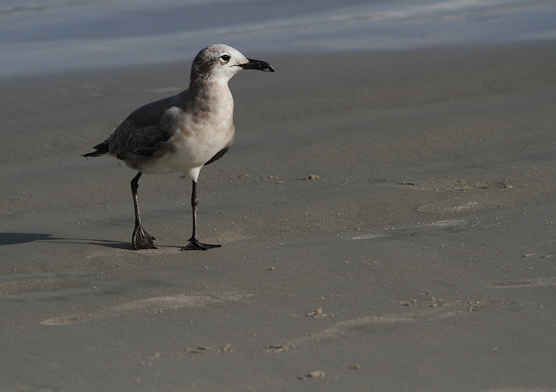 Laughing Gull