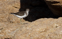 Common Sandpiper