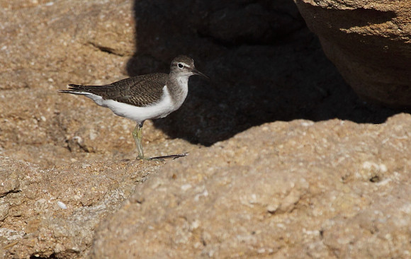 Common Sandpiper