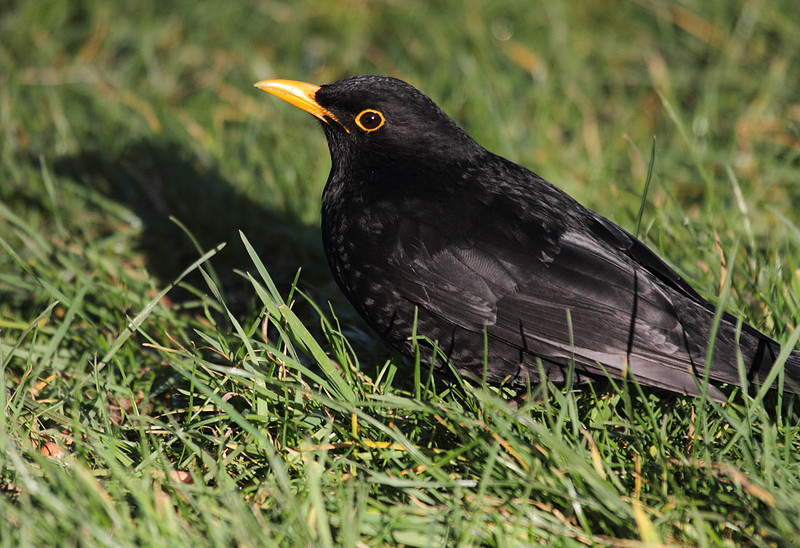 Male Blackbird