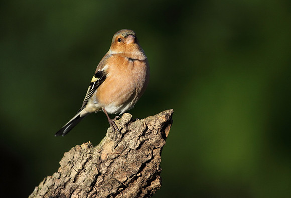 Male Chaffinch