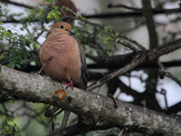 Mourning Dove