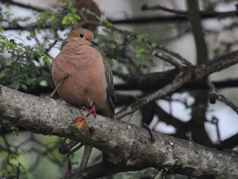 Mourning Dove