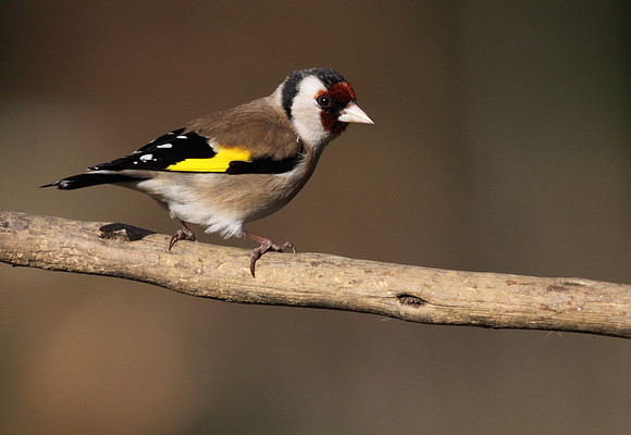 Goldfinch