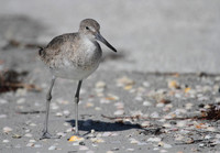 Willet
