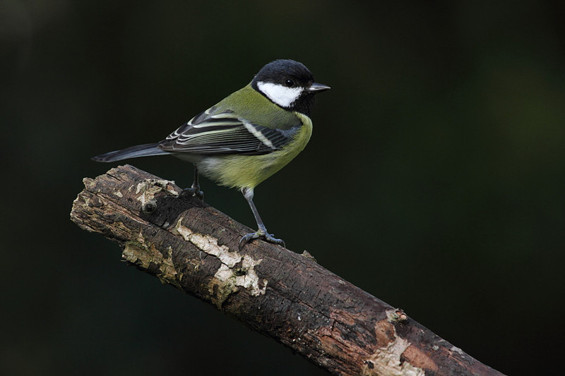 Great Tit