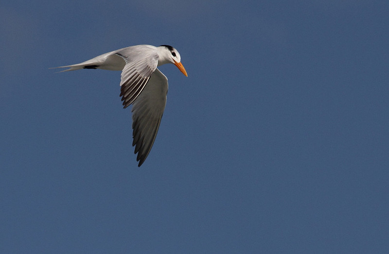 Royal Tern