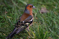 Male Chaffinch