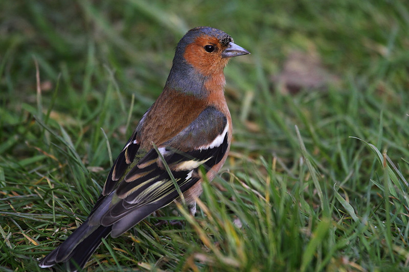 Male Chaffinch