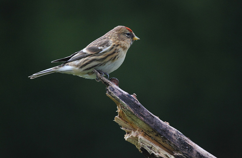 Redpoll