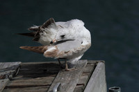 Ring Billed Gull