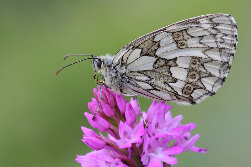 Marbled White