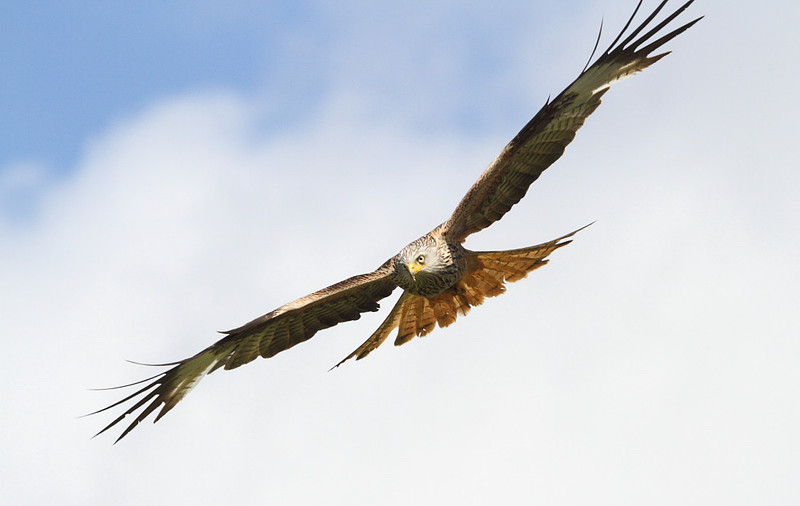 Red Kite