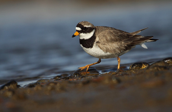 Ringed Plover