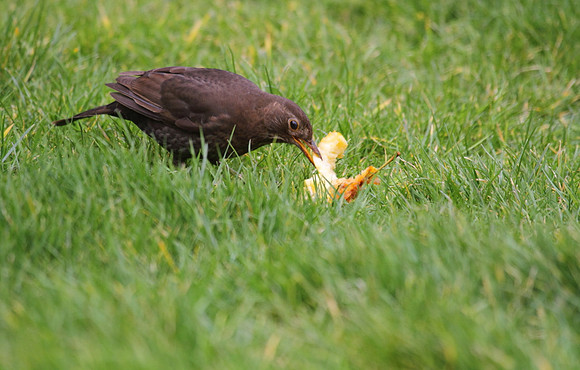 Female Blackbird
