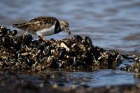 Turnstone