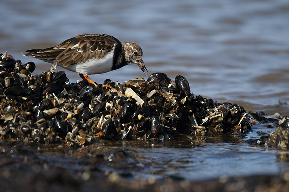 Turnstone