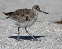 Willet