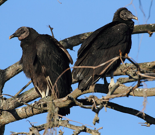 Black Vultures