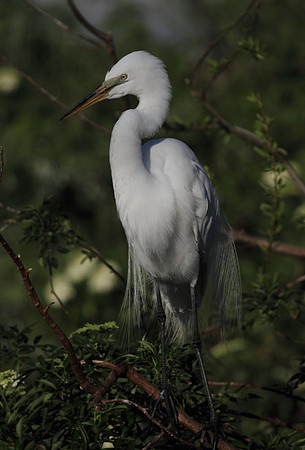 Great Egret