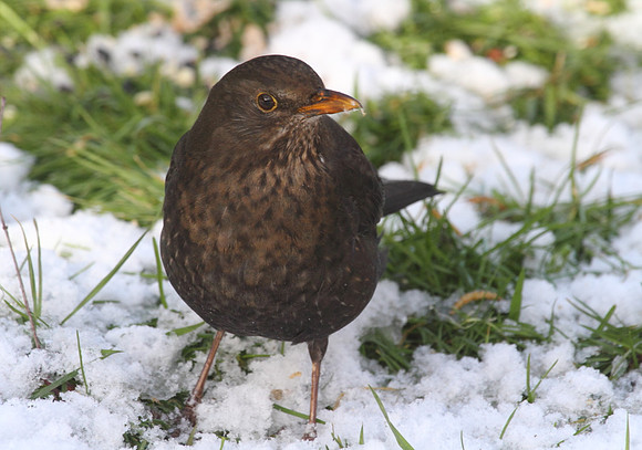 Female Blackbird