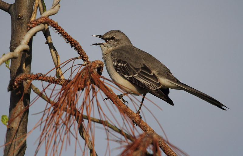 Northern Mocking Bird