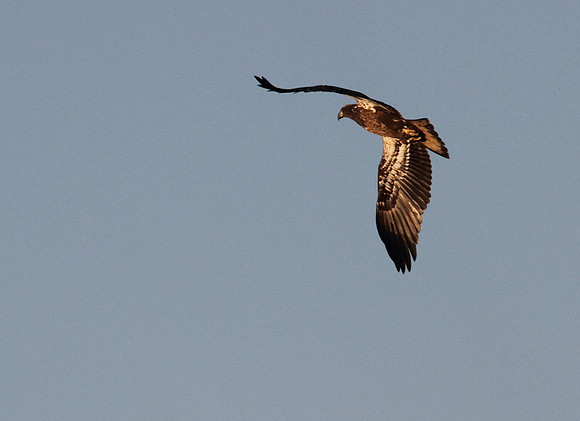 Bald Eagle (juvenile)