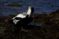 Male Eider