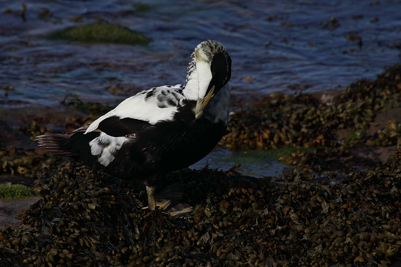 Male Eider