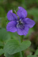 Dog Violet