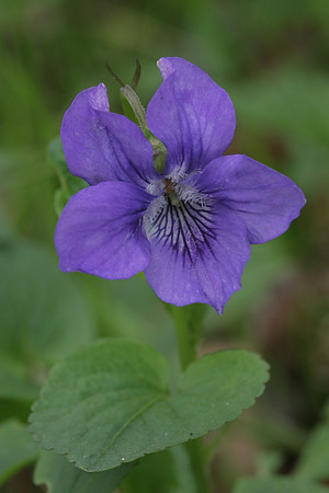 Dog Violet