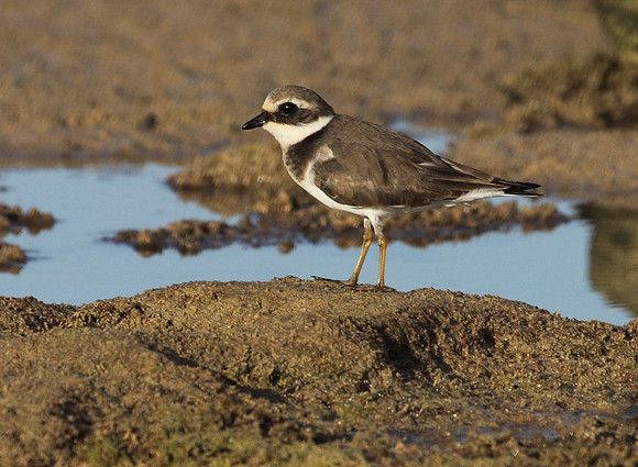 Ringed Plover