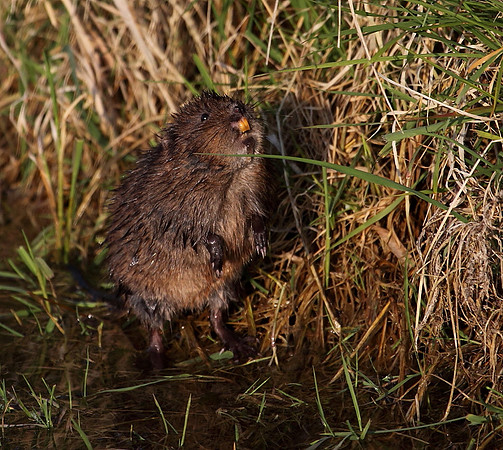 Water Vole