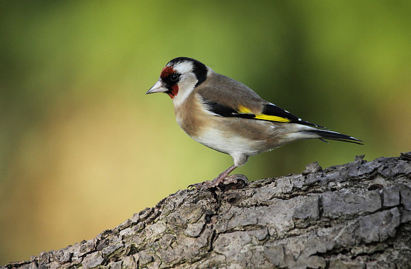 Goldfinch