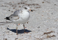 Ring Billed Gull